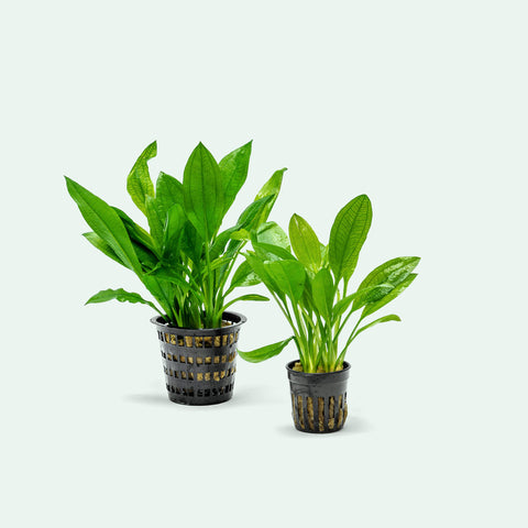 Amazon Sword Mother Plant | Aquarium & Terrarium Plants - Glass Aqua