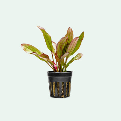 Echinodorus Devil Eye - Glass Aqua