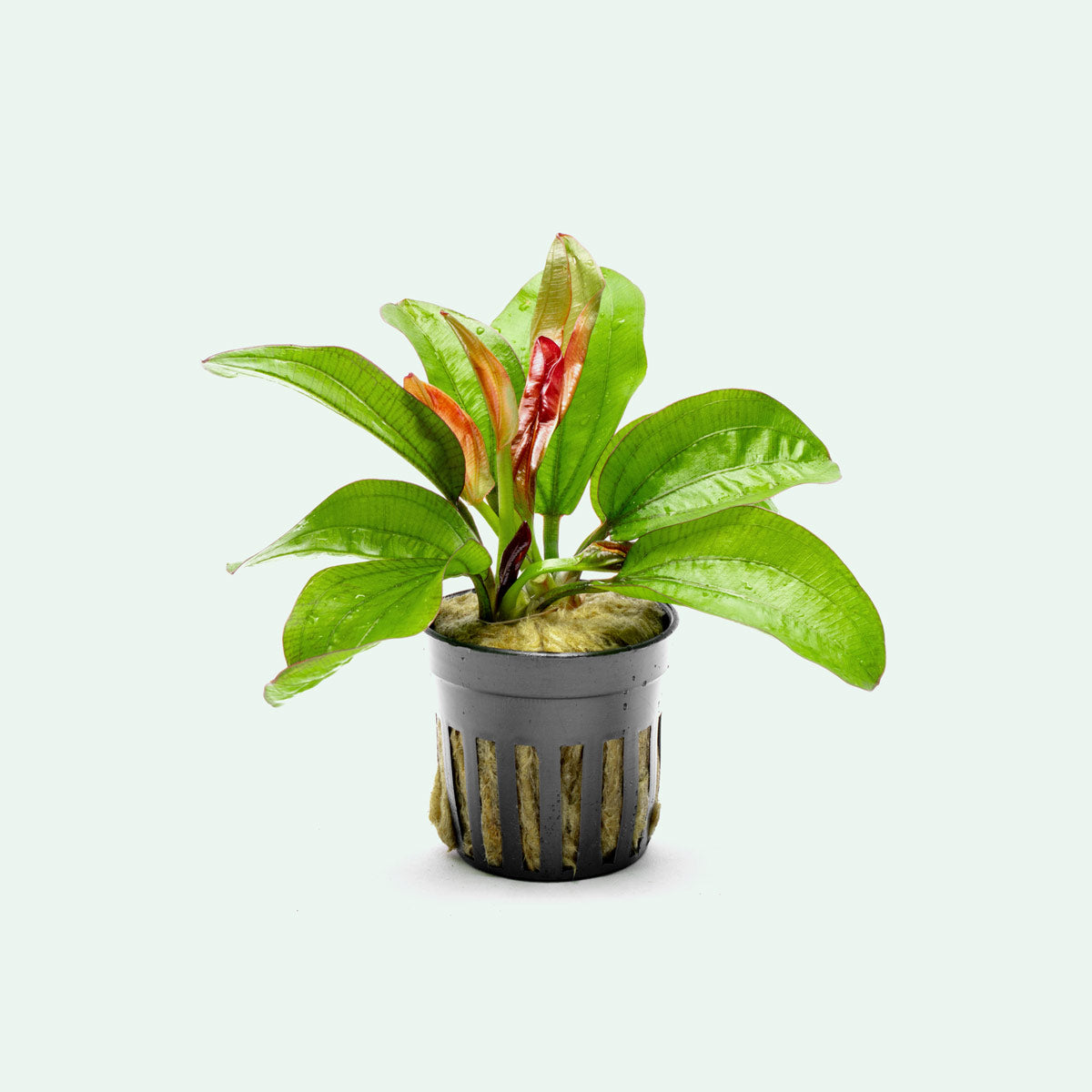 Echinodorus Fancy Twist