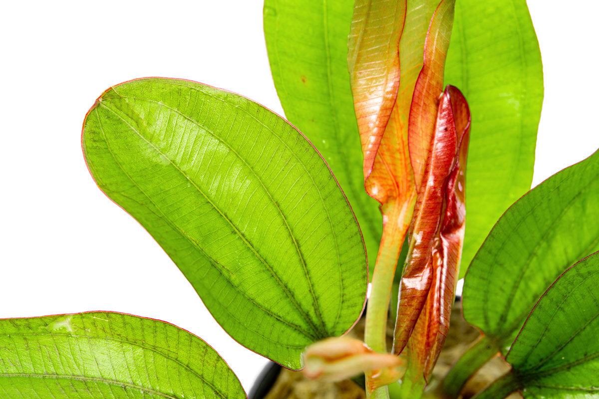 Echinodorus Fancy Twist