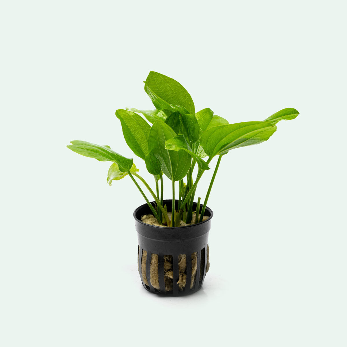 Echinodorus grandiflorus live potted aquatic plant for planted aquariums