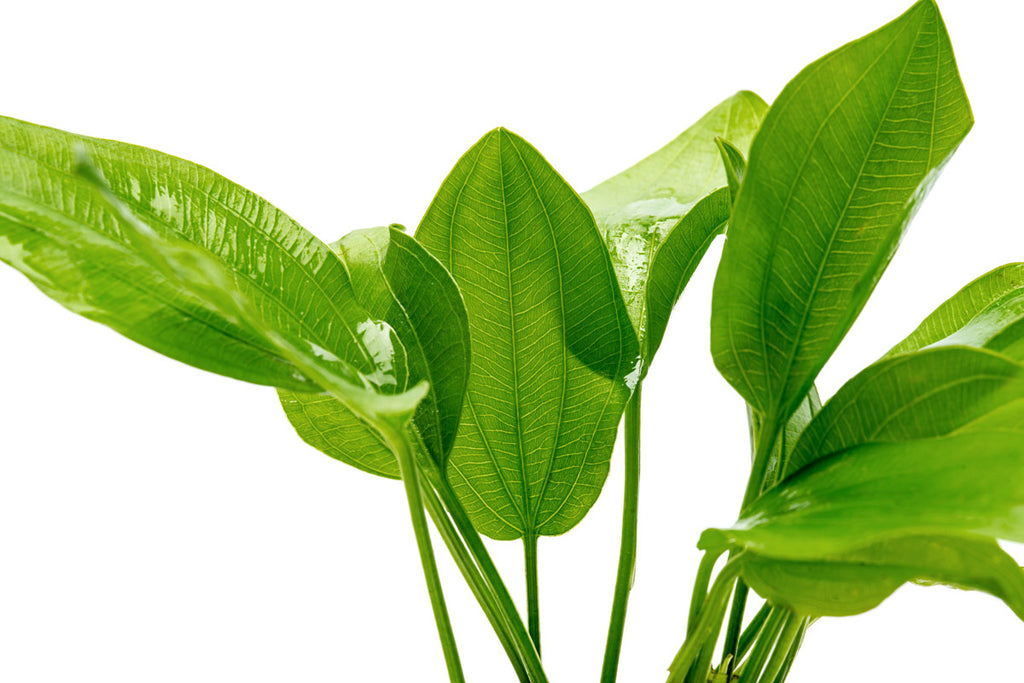 Echinodorus grandiflorus foliage detail photo