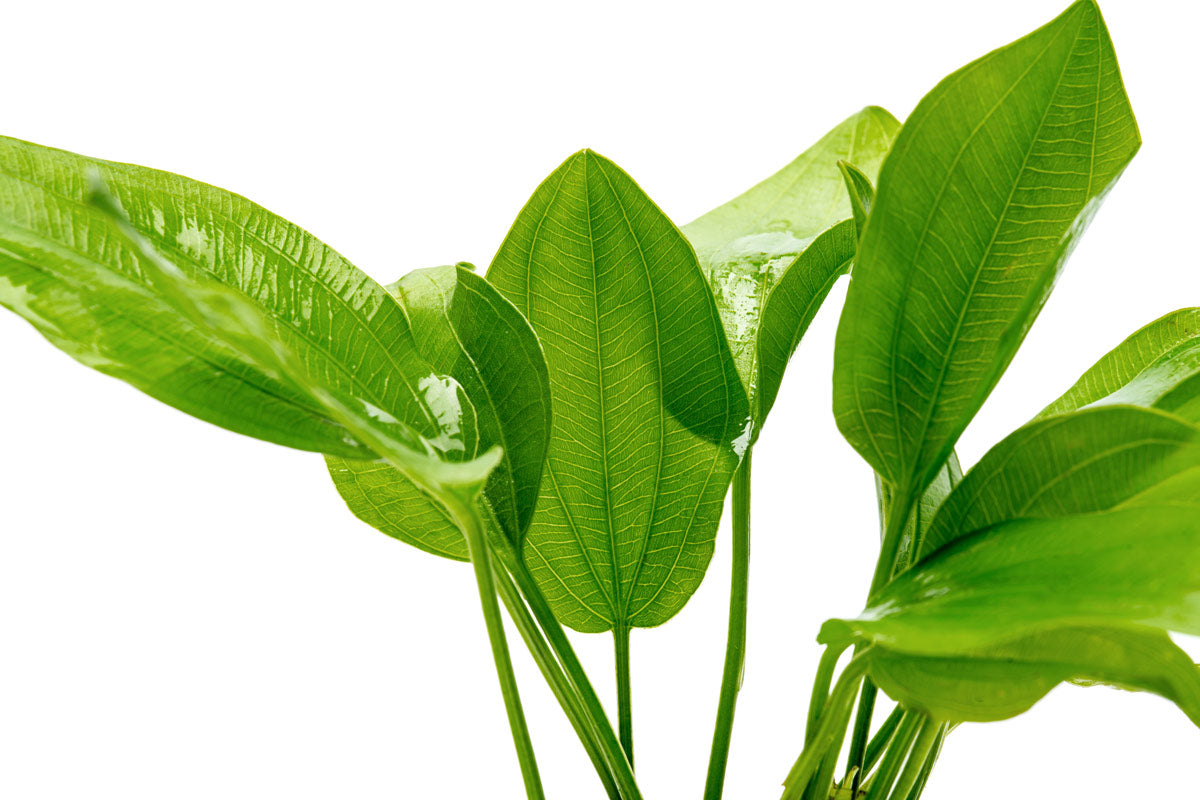 Echinodorus grandiflorus foliage detail photo