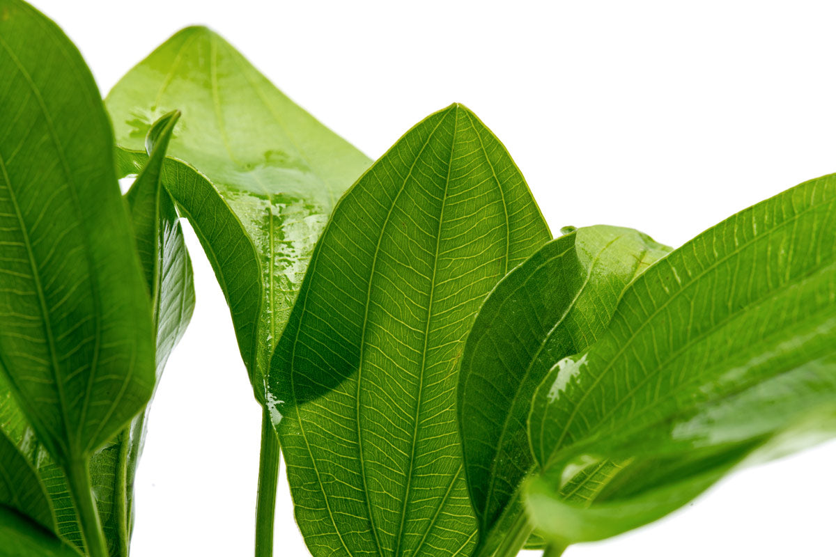 Detailed photo of Echinodorus grandiflorus leaves