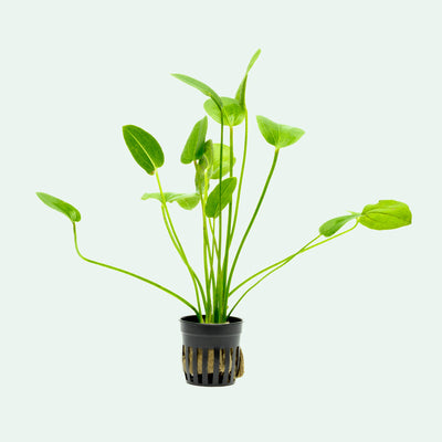 Echinodorus Tiger Green Amazon Sword Easy Beginner Aquarium Plant