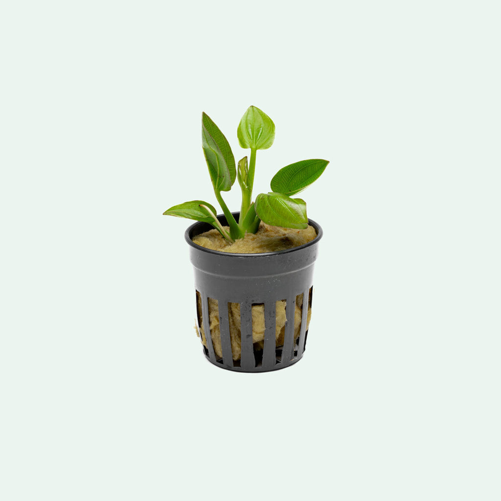 Echinodorus Iguazu live aquatic plant for freshwater planted aquariums