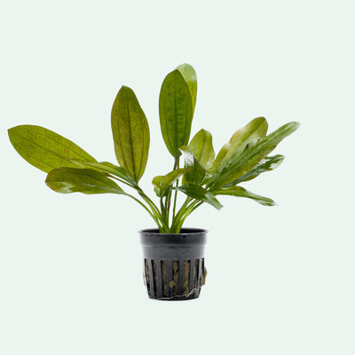 Echinodorus Leopard Amazon Sword | Easy Aquarium Plants - Glass Aqua