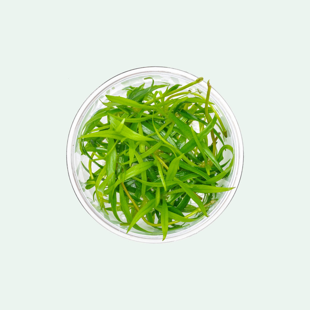 Shop Echinodorus Magdalenensis Aquatic Plants - Glass Aqua