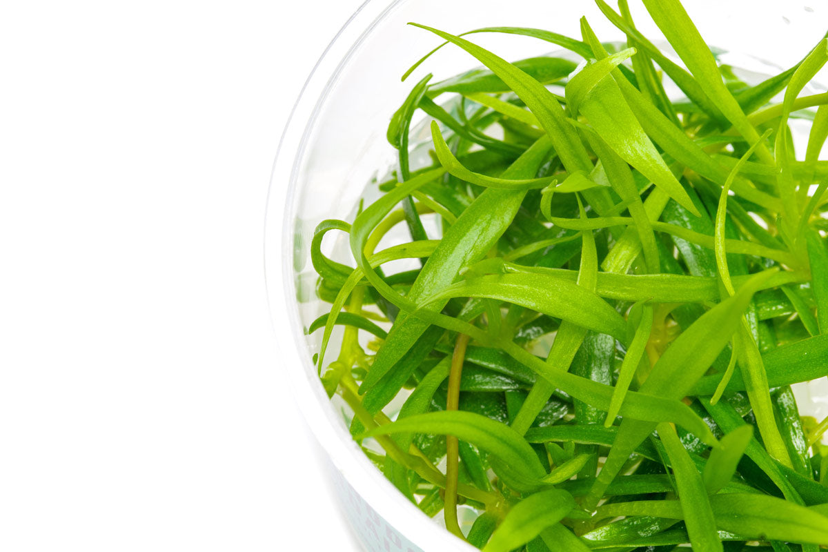 Shop Echinodorus Magdalenensis Aquatic Plants - Glass Aqua