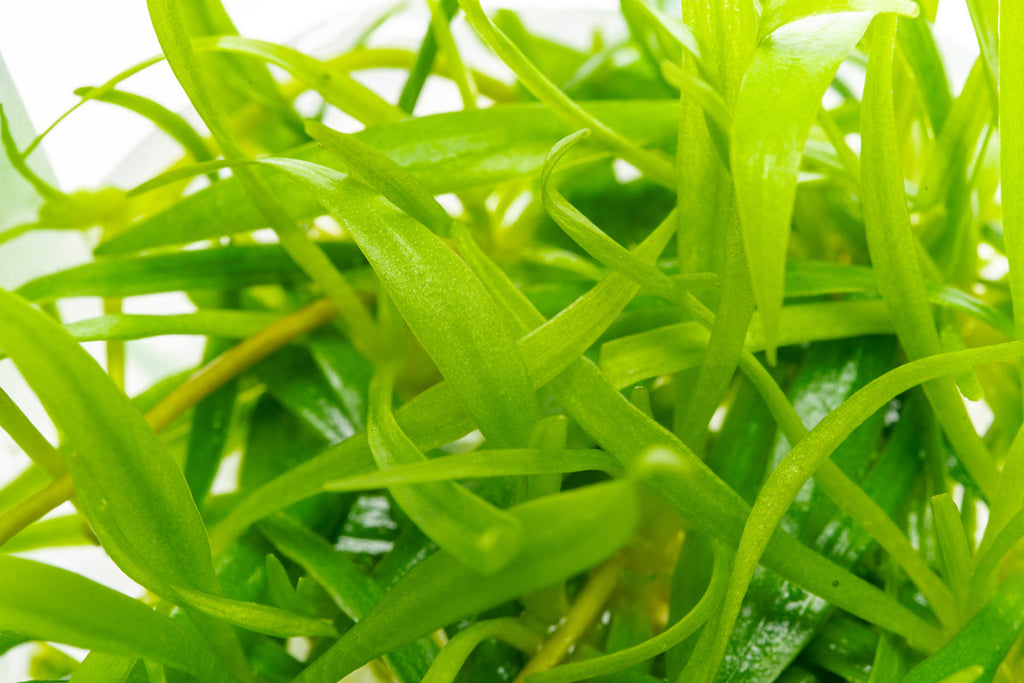 Shop Echinodorus Magdalenensis Aquatic Plants - Glass Aqua