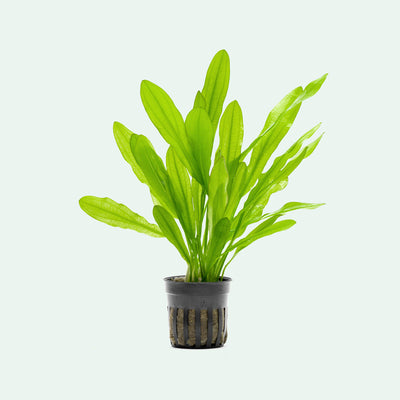 Easy amazon sword plant for freshwater aquariums and planted tanks