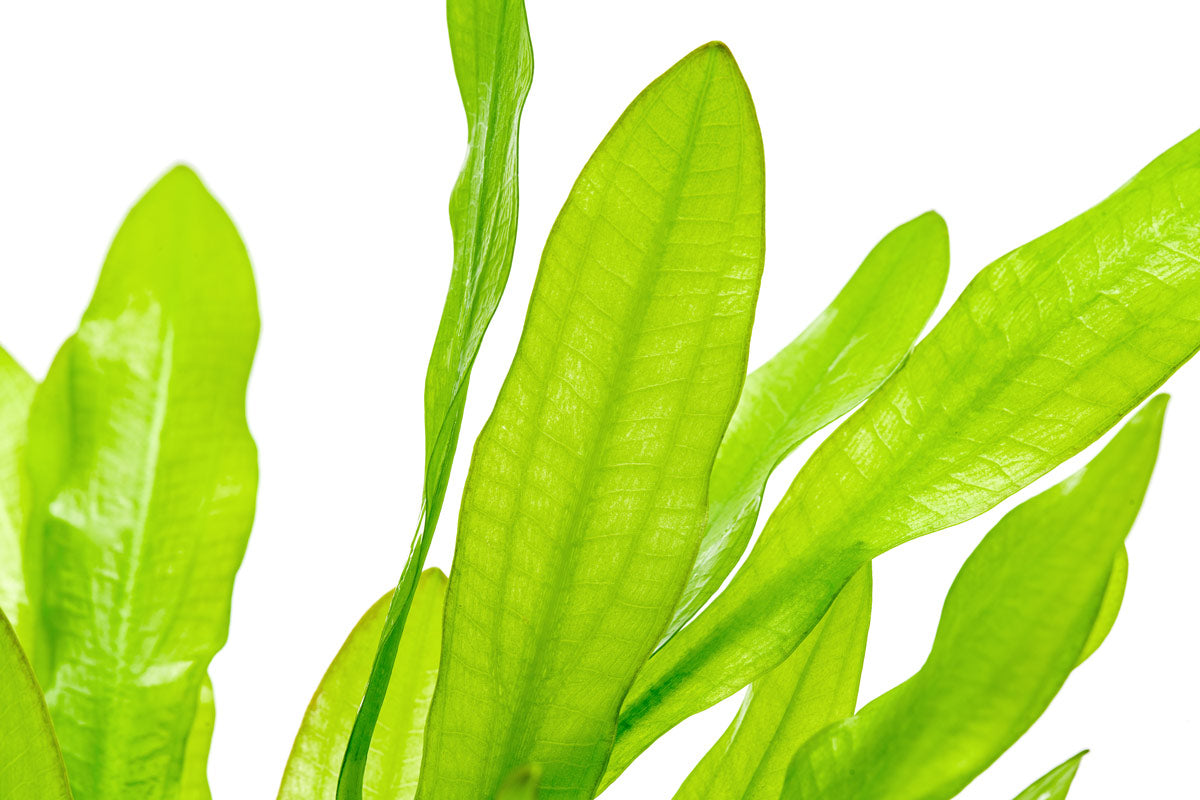 Easy amazon sword plant for planted aquariums and aquascaping