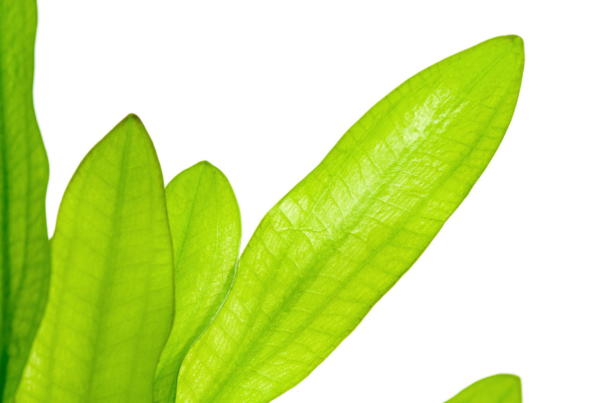 Echinodorus Amazon Sword leaf details