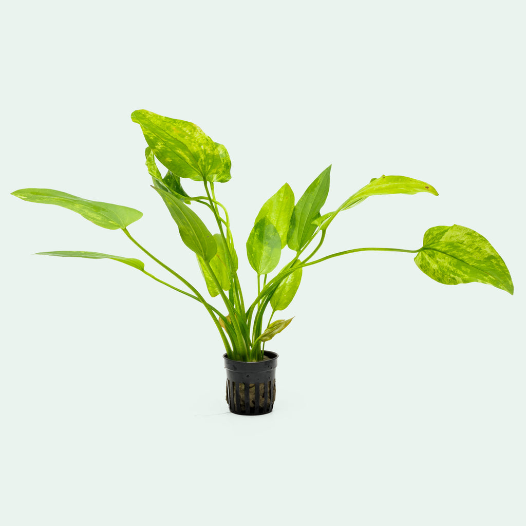 Echinodorus cordifolius 'Marble Queen' live aquatic plant for planted aquariums