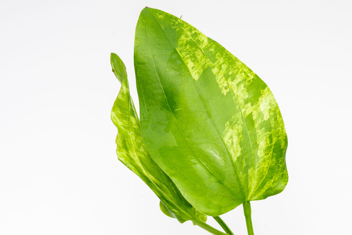 Echinodorus cordifolius 'Marble Queen' live aquatic plant leaf detail photo