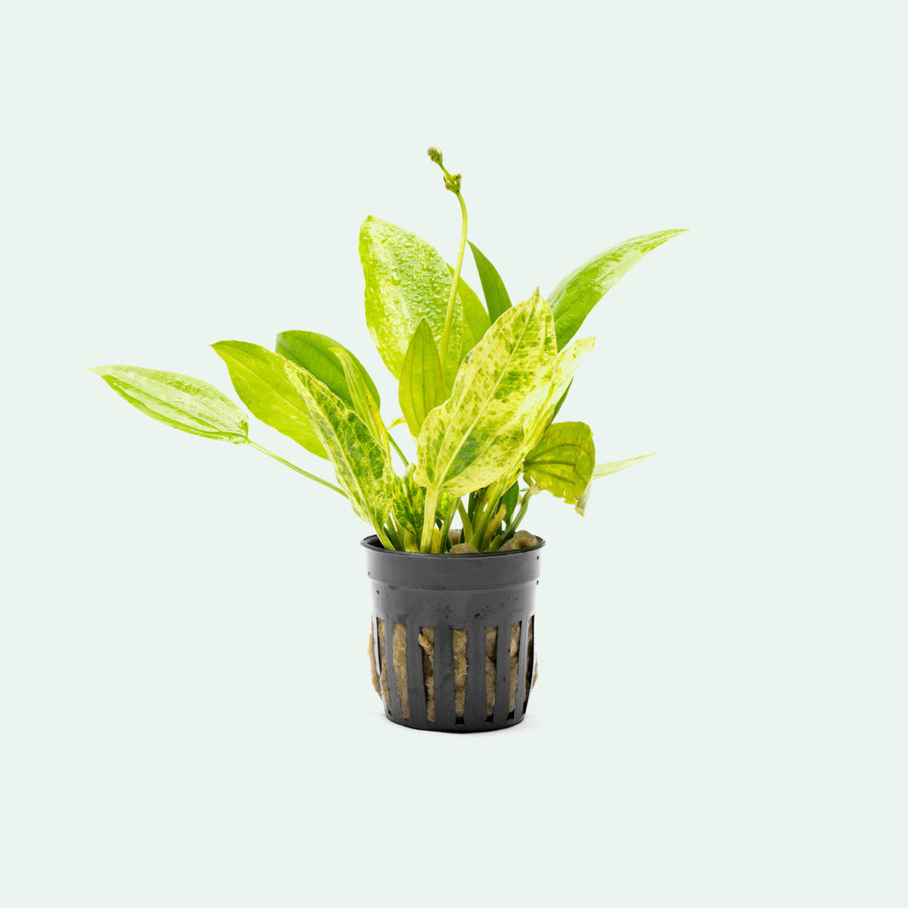 Juvenile Echinodorus cordifolius 'Marble Queen' live aquatic plant for planted aquariums
