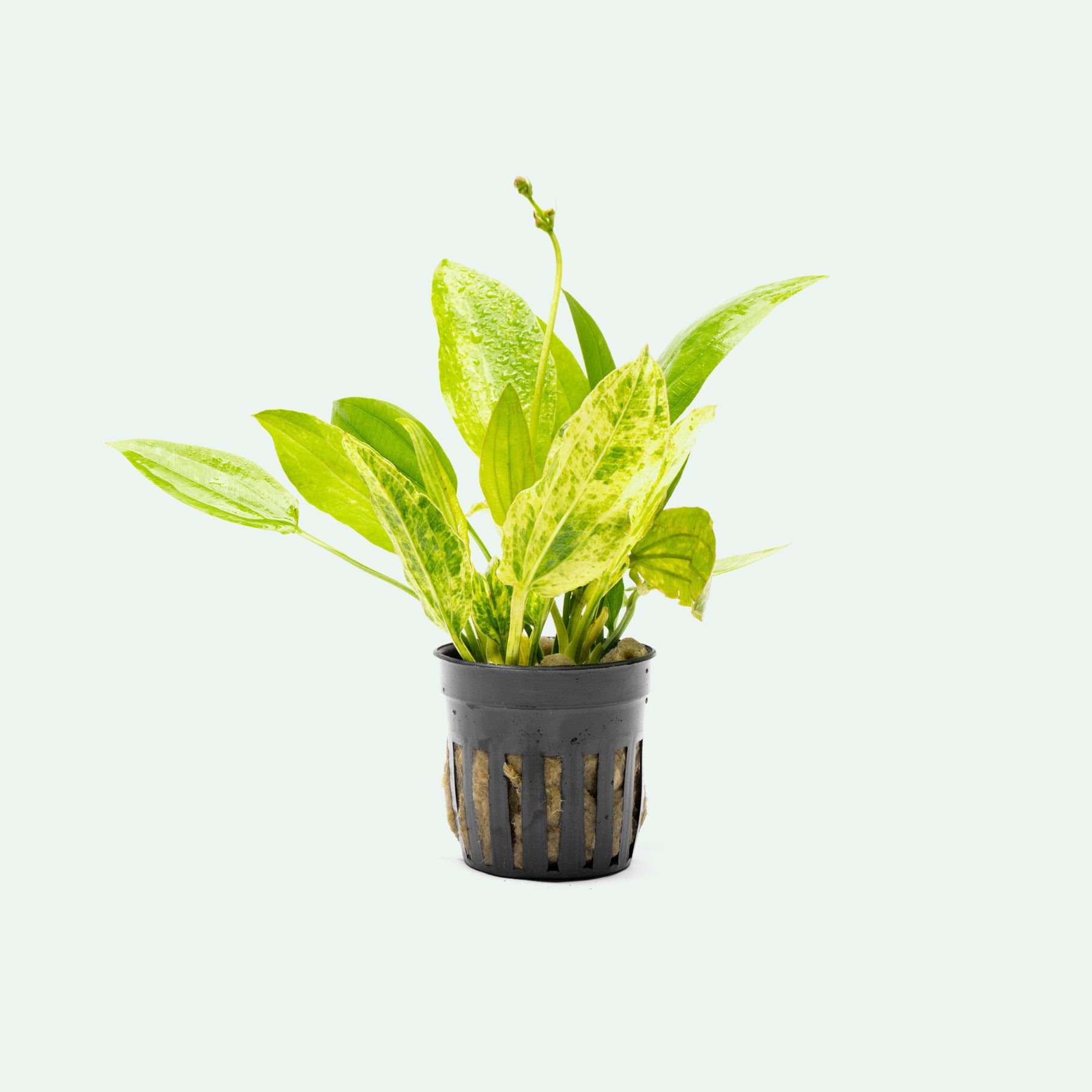 Juvenile Echinodorus cordifolius 'Marble Queen' live aquatic plant for planted aquariums