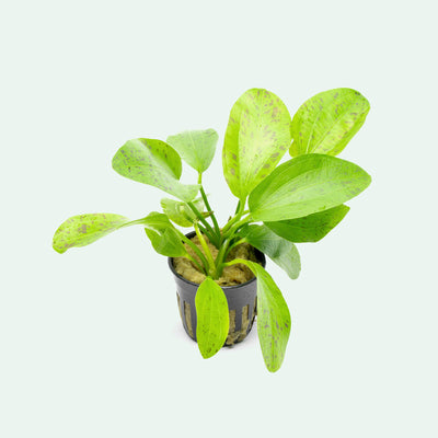 Echinodorus Ozelot Green - Glass Aqua