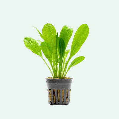 Echinodorus Parviflorus Amazon Sword | Live Aquatic Plant - Glass Aqua