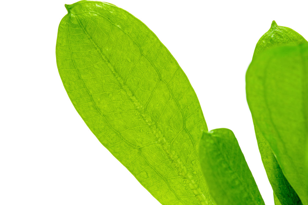 Echinodorus Parviflorus Amazon Sword | Live Aquatic Plant - Glass Aqua