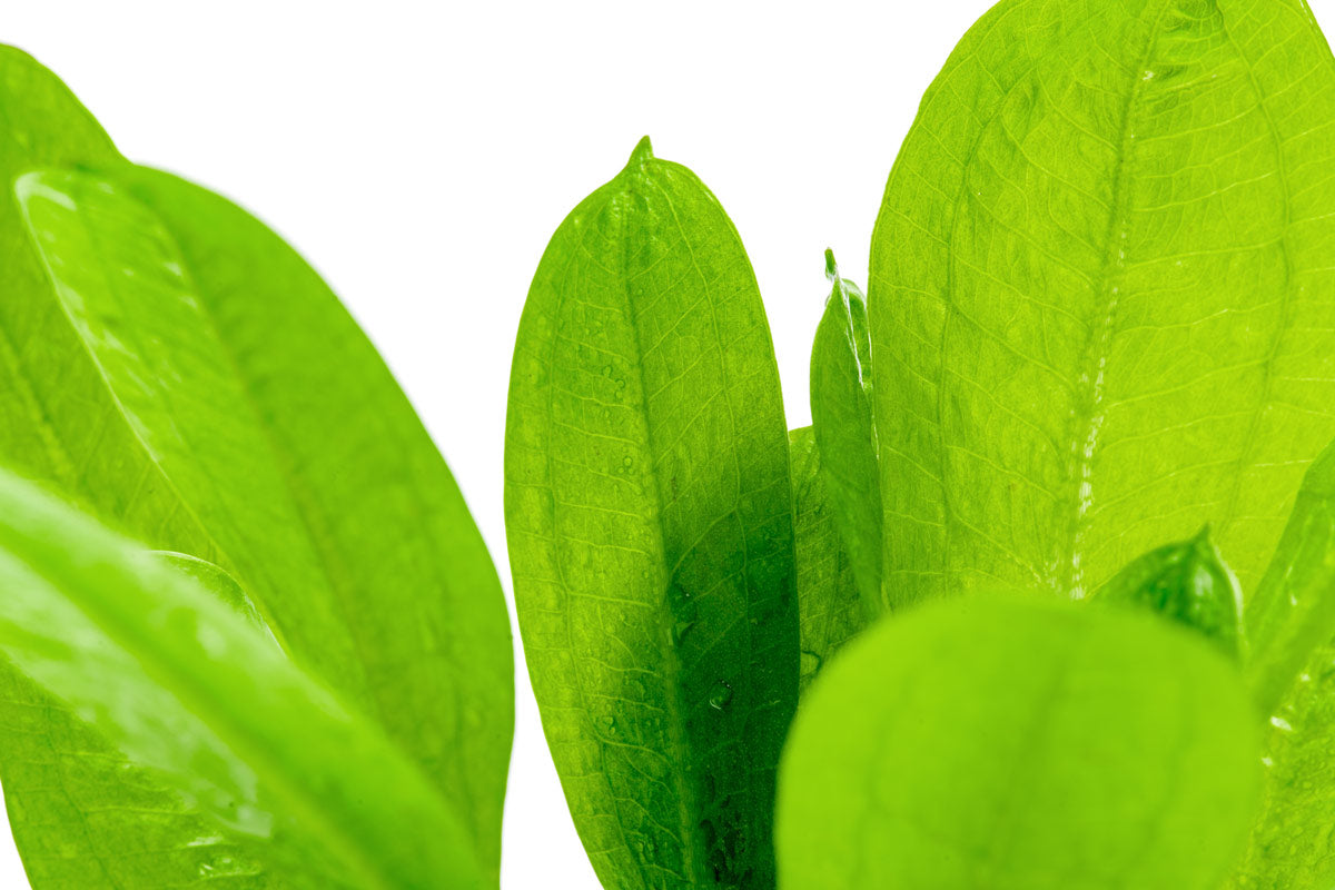 Echinodorus Parviflorus Amazon Sword | Live Aquatic Plant - Glass Aqua