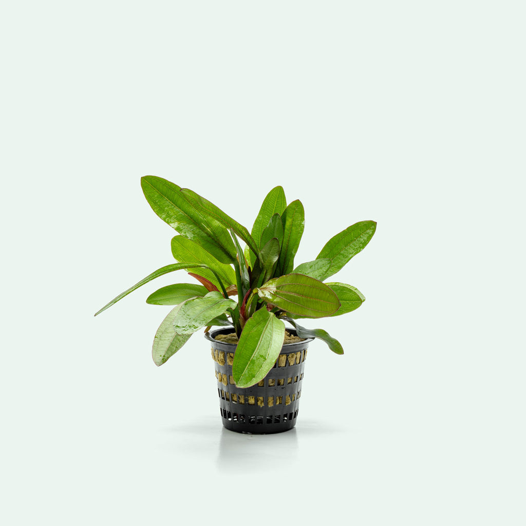 Echinodorus Red Rubin Mother Plant | Large Aquarium Plants - Glass Aqua