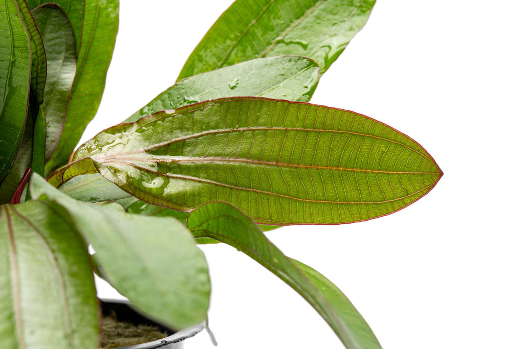 Echinodorus Red Rubin Mother Plant | Large Aquarium Plants - Glass Aqua