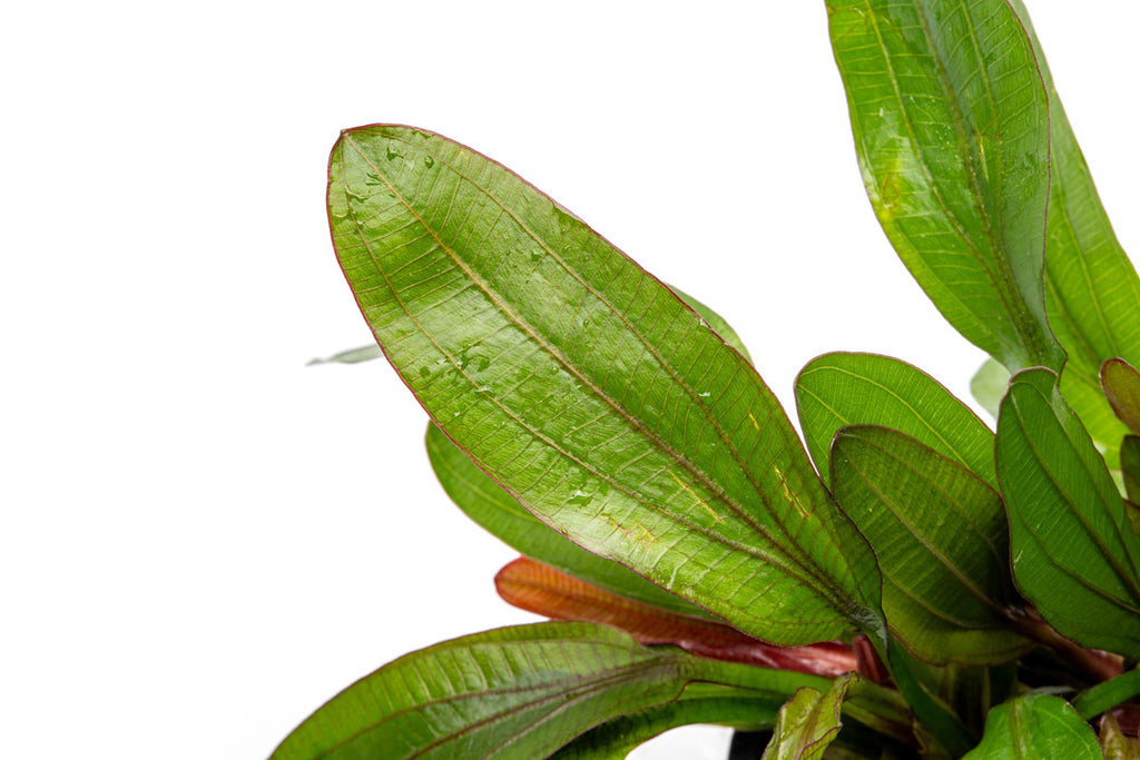 Echinodorus Red Rubin Mother Plant | Large Aquarium Plants - Glass Aqua