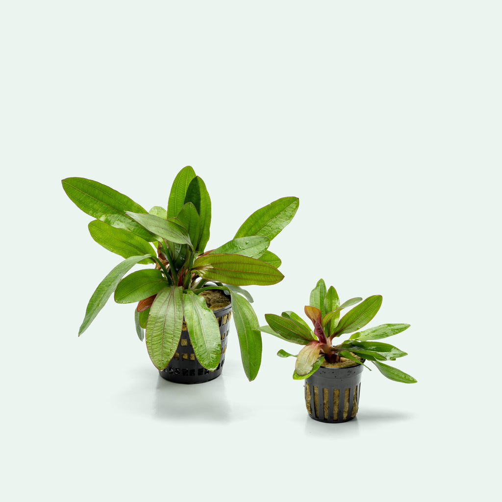 Echinodorus Red Rubin Mother Plant | Large Aquarium Plants - Glass Aqua