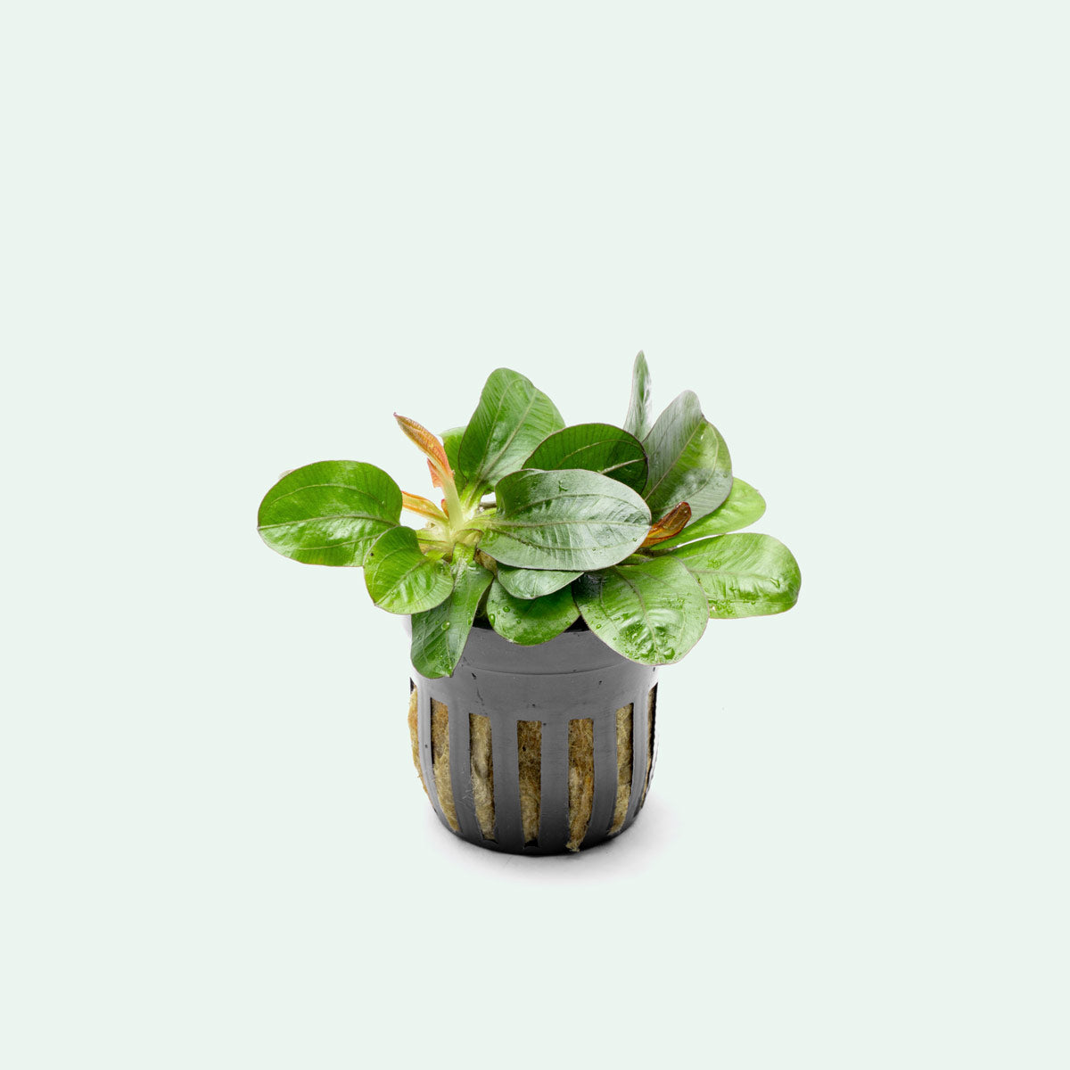 Echinodorus Reni Easy Amazon Sword | Shop Aquatic Plants - Glass Aqua