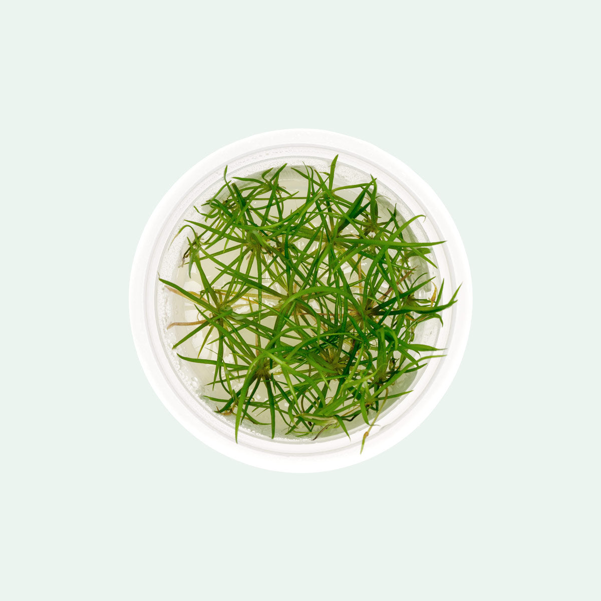 Echinodorus Tenellus Micro Tissue Culture - Glass Aqua