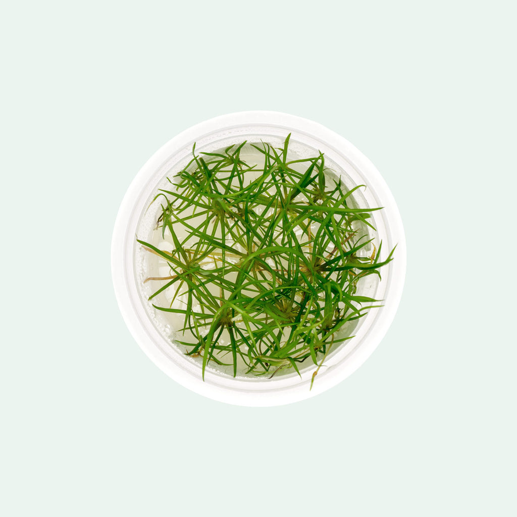 Echinodorus Tenellus Micro Tissue Culture - Glass Aqua
