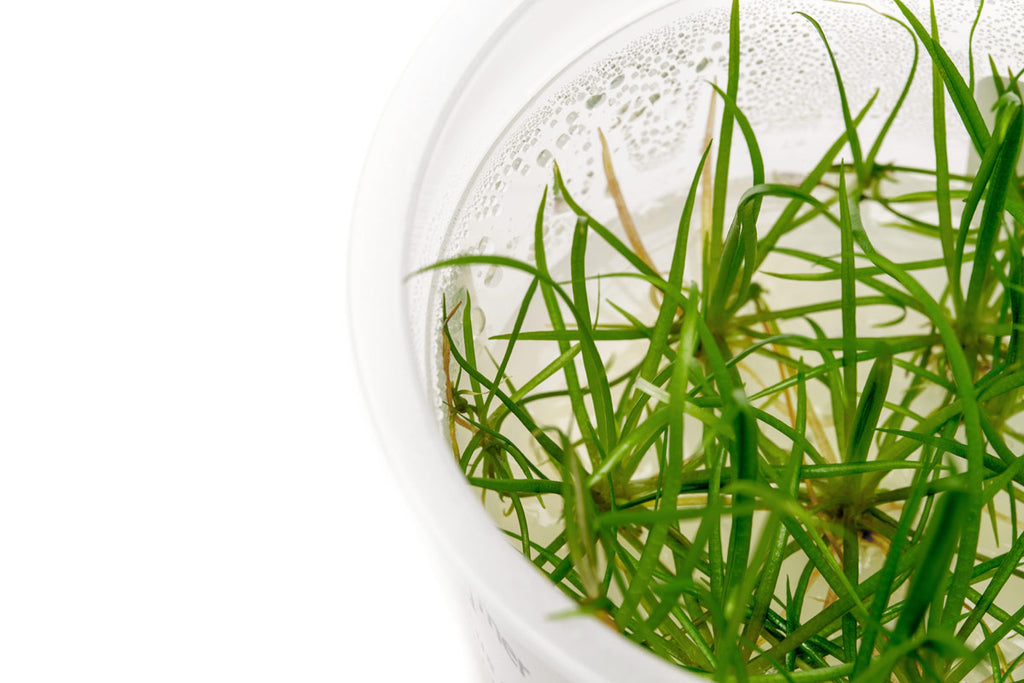 Echinodorus Tenellus Micro Tissue Culture - Glass Aqua
