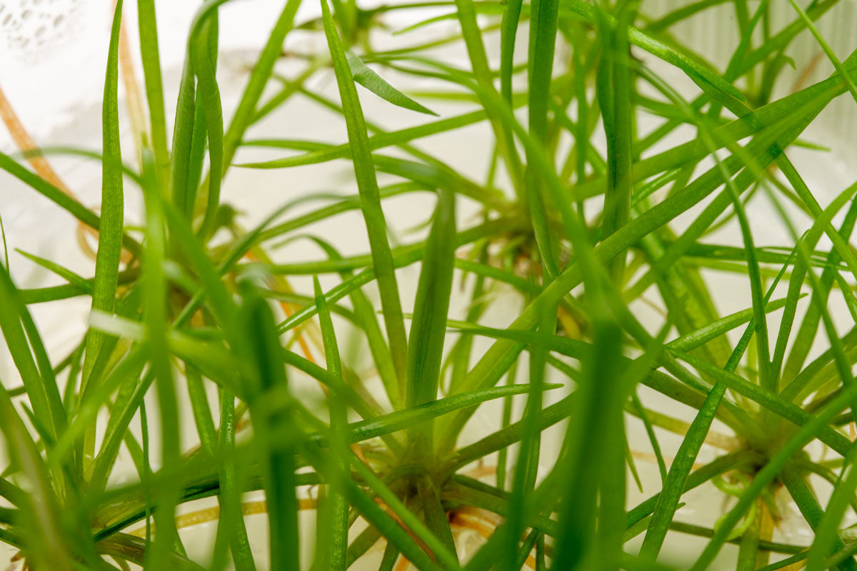 Echinodorus Tenellus Micro Tissue Culture - Glass Aqua
