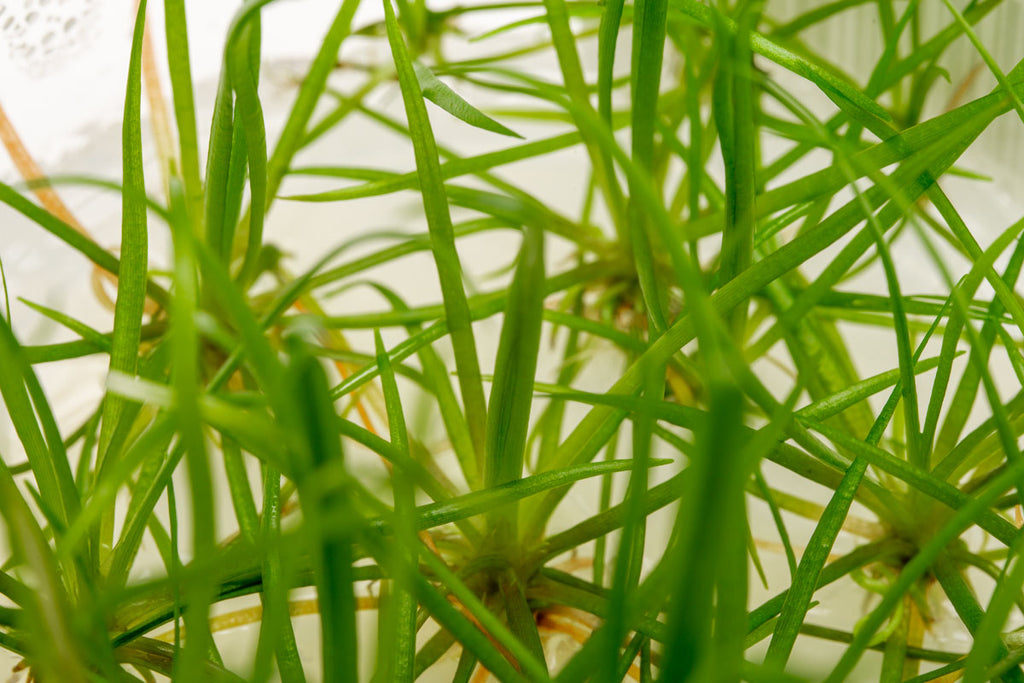 Echinodorus Tenellus Micro Tissue Culture - Glass Aqua