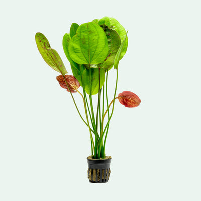 Echinodorus Yellow Sun Amazon Sword Easy Beginner Aquarium Plant