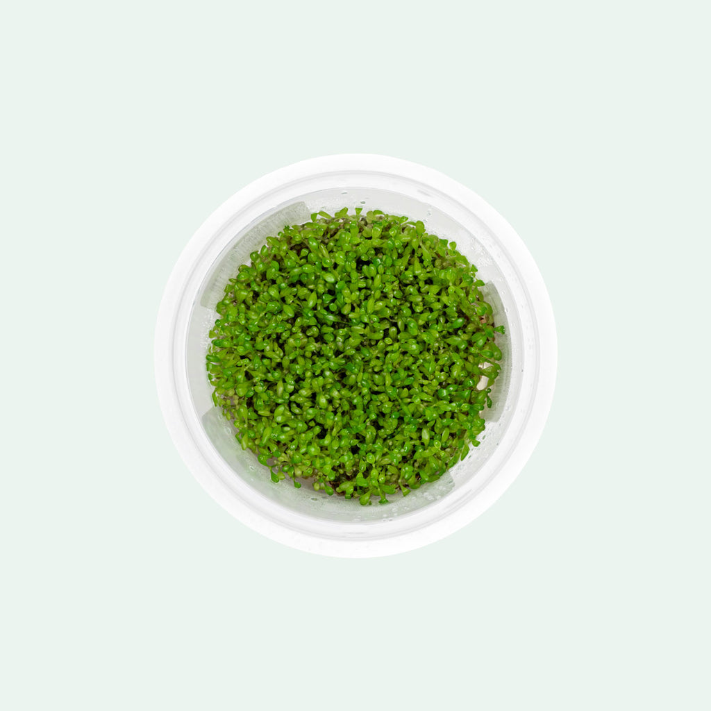 Elatine Hydropiper Tissue Culture - Glass Aqua