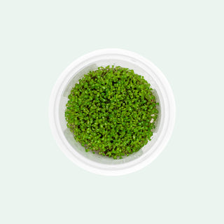 Elatine Hydropiper Tissue Culture - Glass Aqua