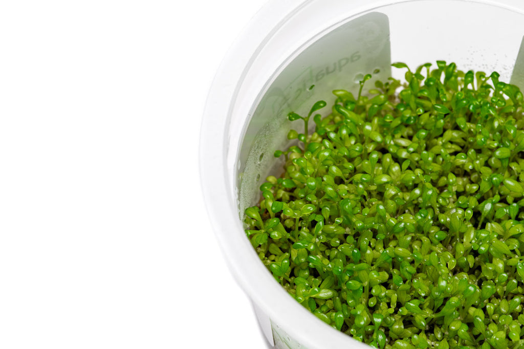 Elatine Hydropiper Tissue Culture - Glass Aqua
