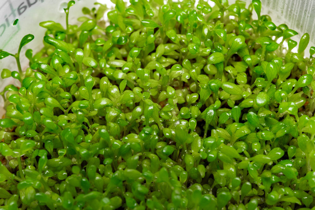 Elatine Hydropiper Tissue Culture - Glass Aqua