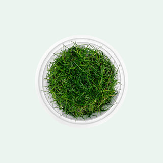 Shop Eleocharis Belem Aquatic Plants - Glass Aqua