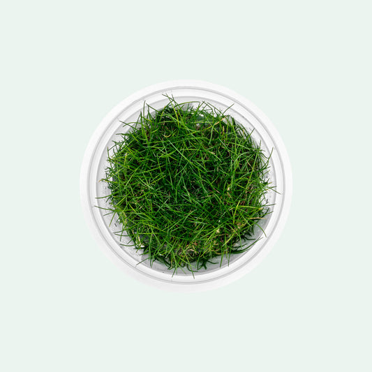 Shop Eleocharis Belem Aquatic Plants - Glass Aqua