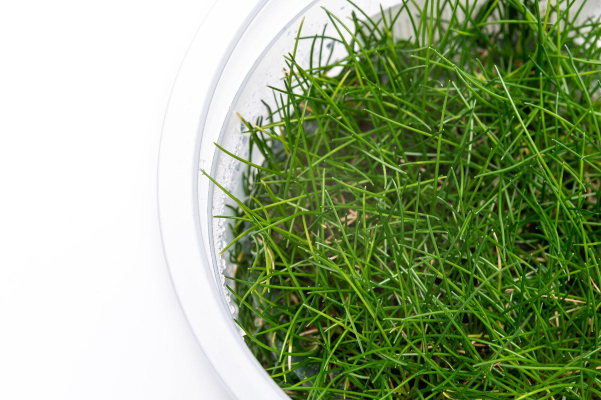 Shop Eleocharis Belem Aquatic Plants - Glass Aqua