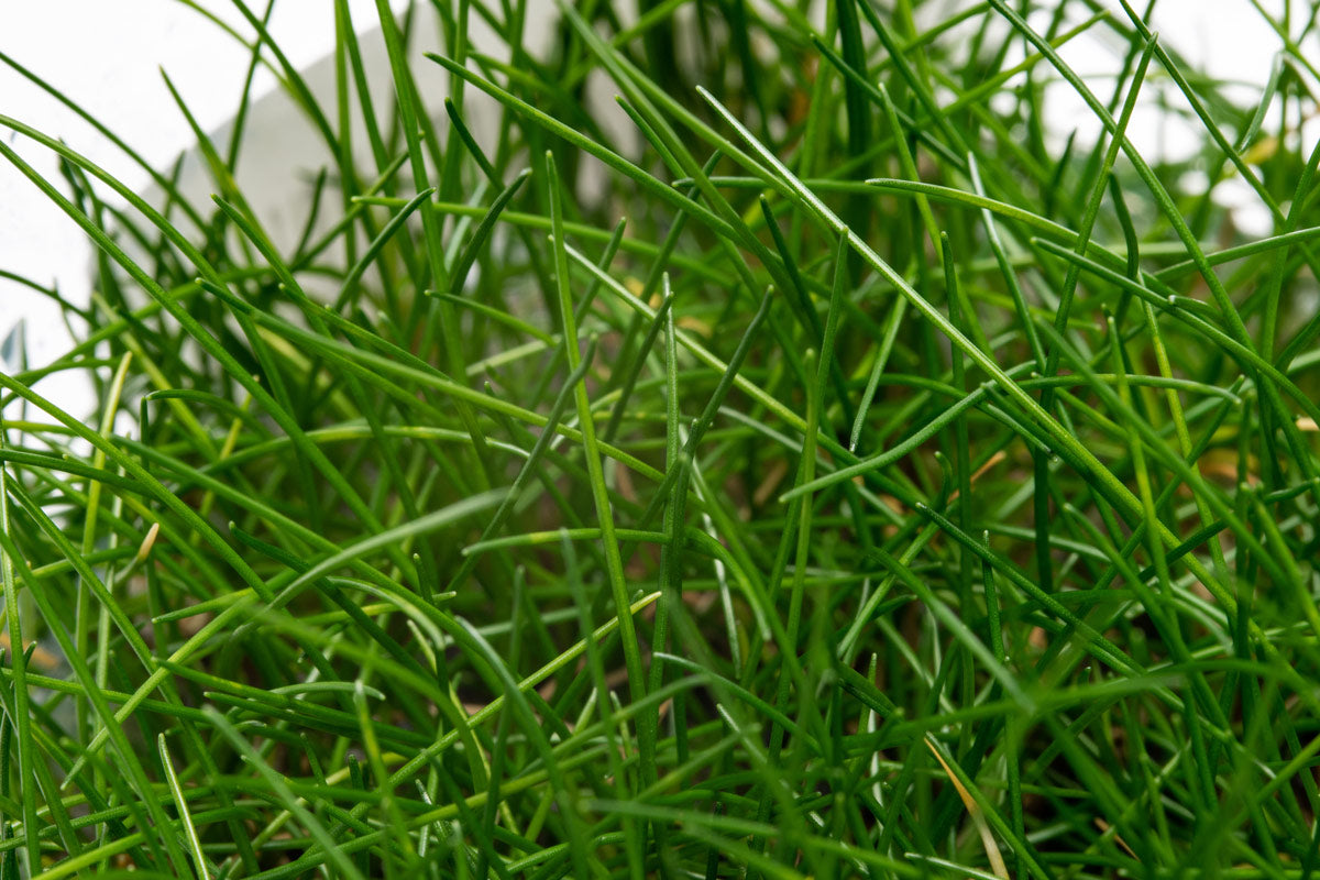 Shop Eleocharis Belem Aquatic Plants - Glass Aqua