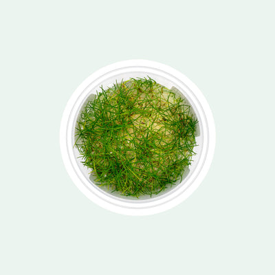 Eleocharis Parvula Hair Grass | Carpet Aquarium Plants - Glass Aqua