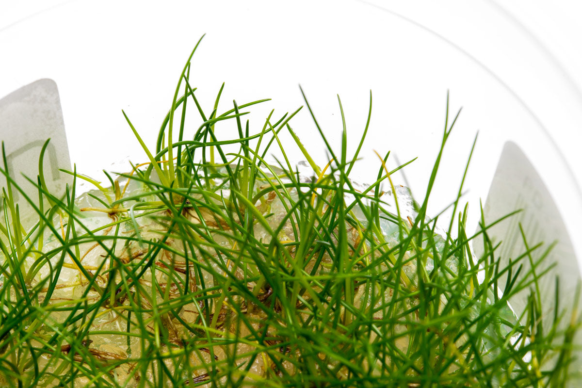 Eleocharis Parvula Hair Grass | Carpet Aquarium Plants - Glass Aqua