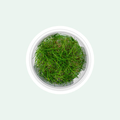 Eleocharis Parvula Mini - Glass Aqua