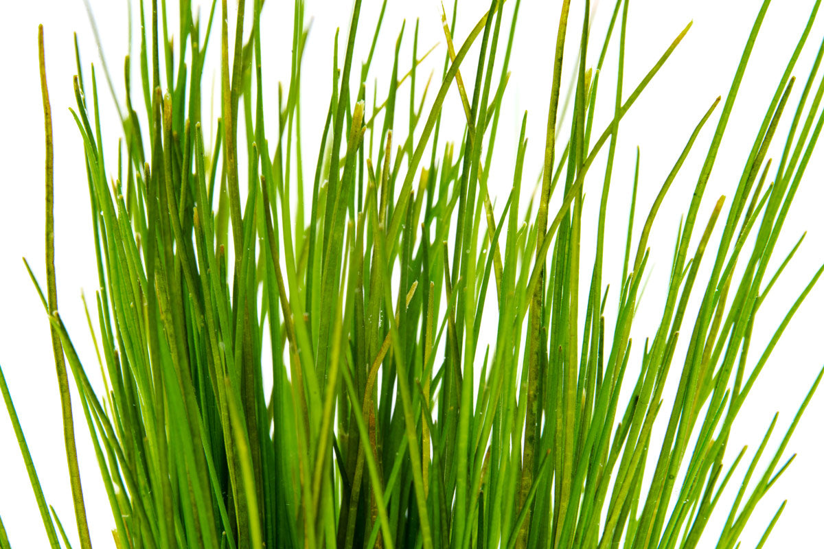 Eleocharis Parvula Hair Grass Carpeting Aquarium Plant Planted Tank