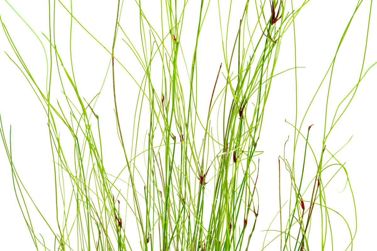 Eleocharis Vivipara - Glass Aqua