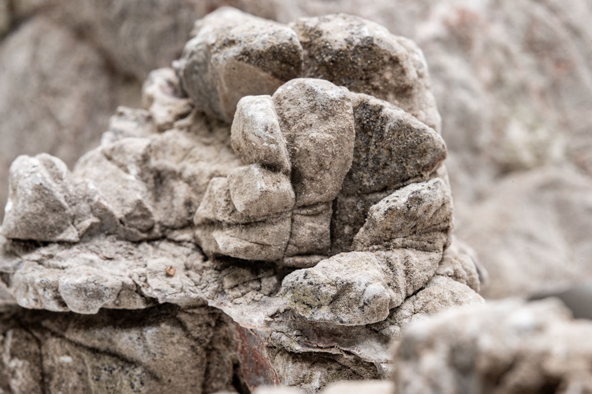 Close-up of textured elephant skin stone surface with natural grooves and indentations